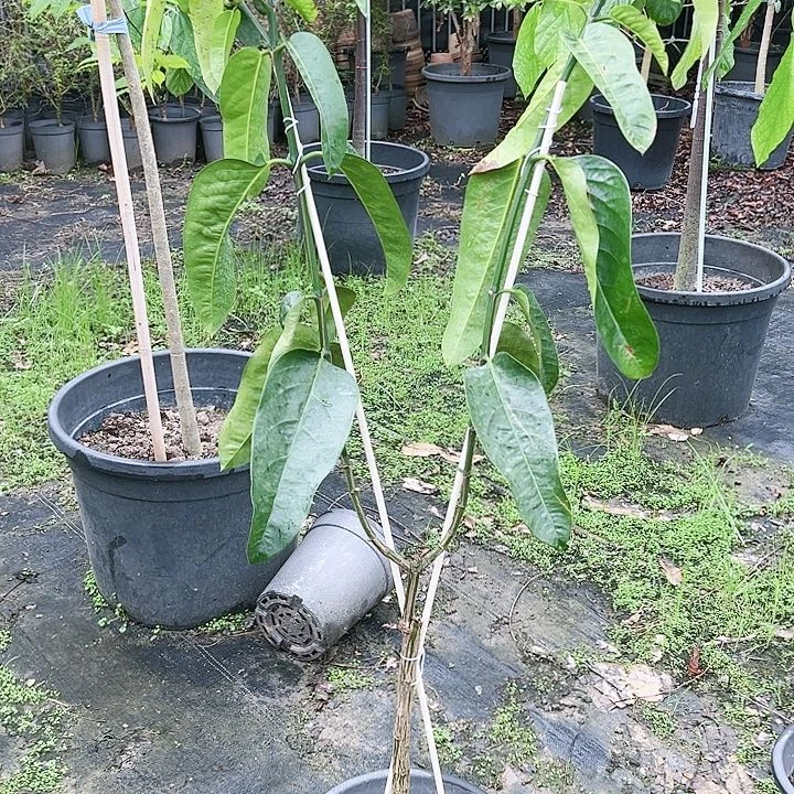 珍珠芭乐天****流24555666666