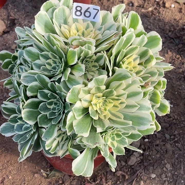 867迈巴赫多肉植物