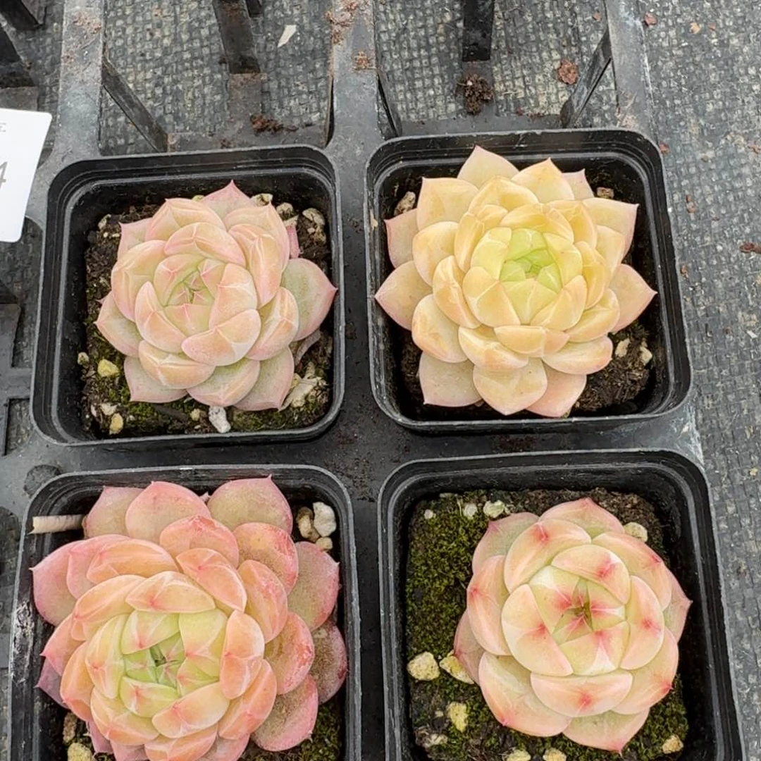 带纹路珍妮四颗量拍24-24