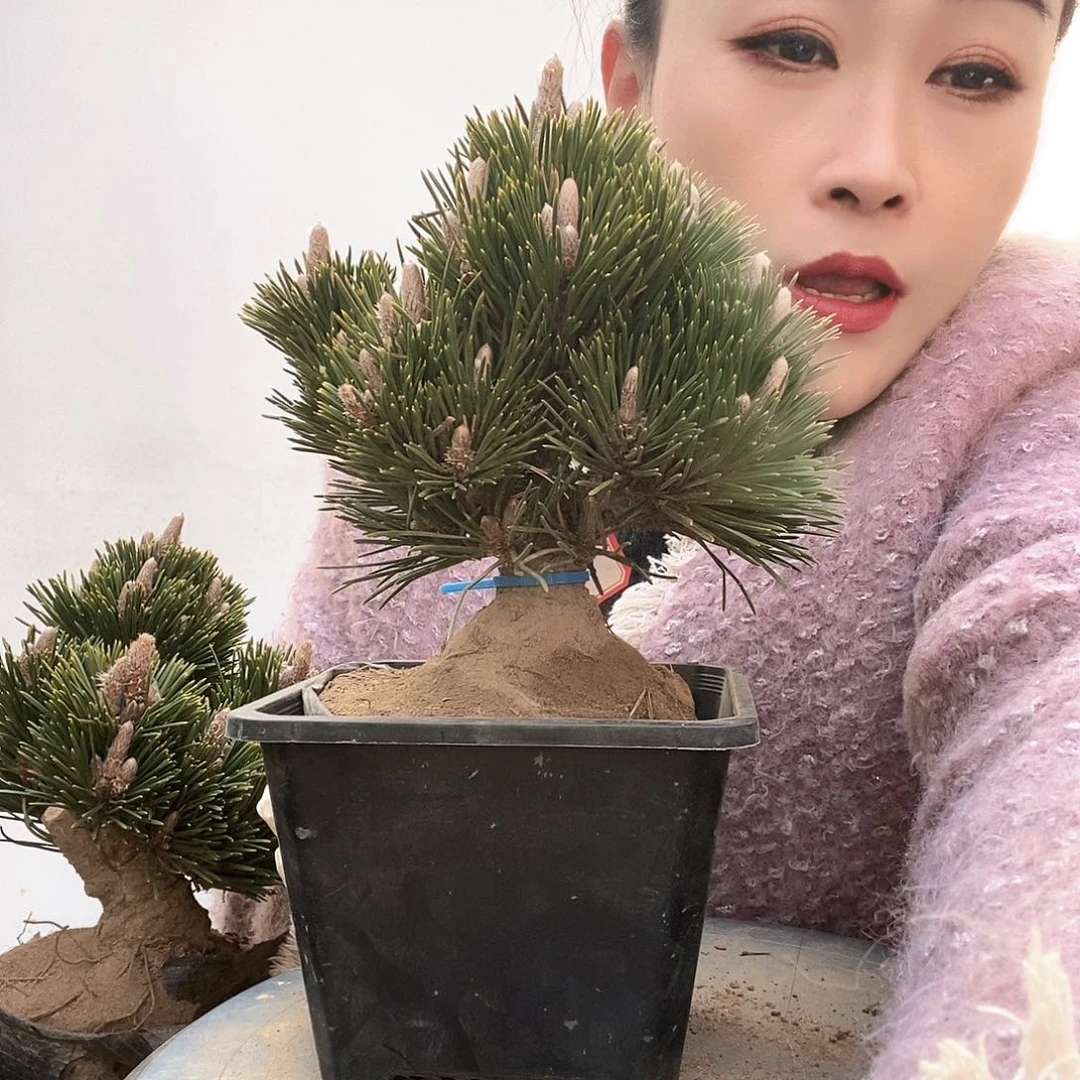 无花朵植物形态多年生草本