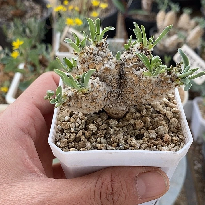 810苏铁刨花杂一一一一一一一带盆