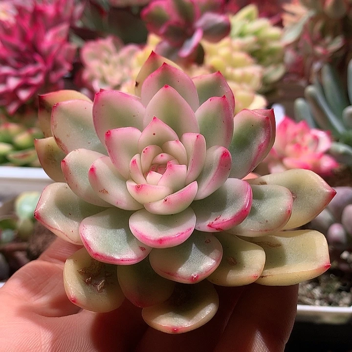 宝丽安娜锦锦腹轮锦