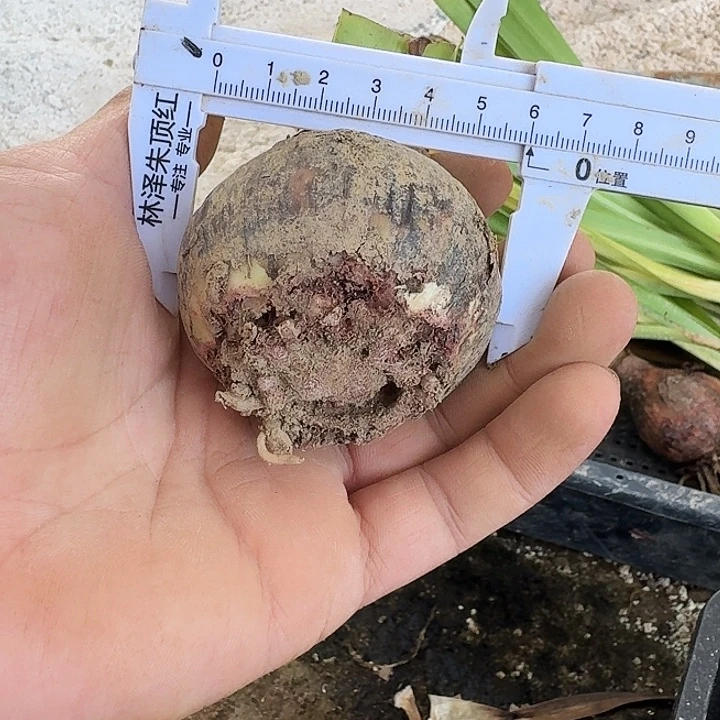 物华天宝朱顶红一棵6.0根盘丑
