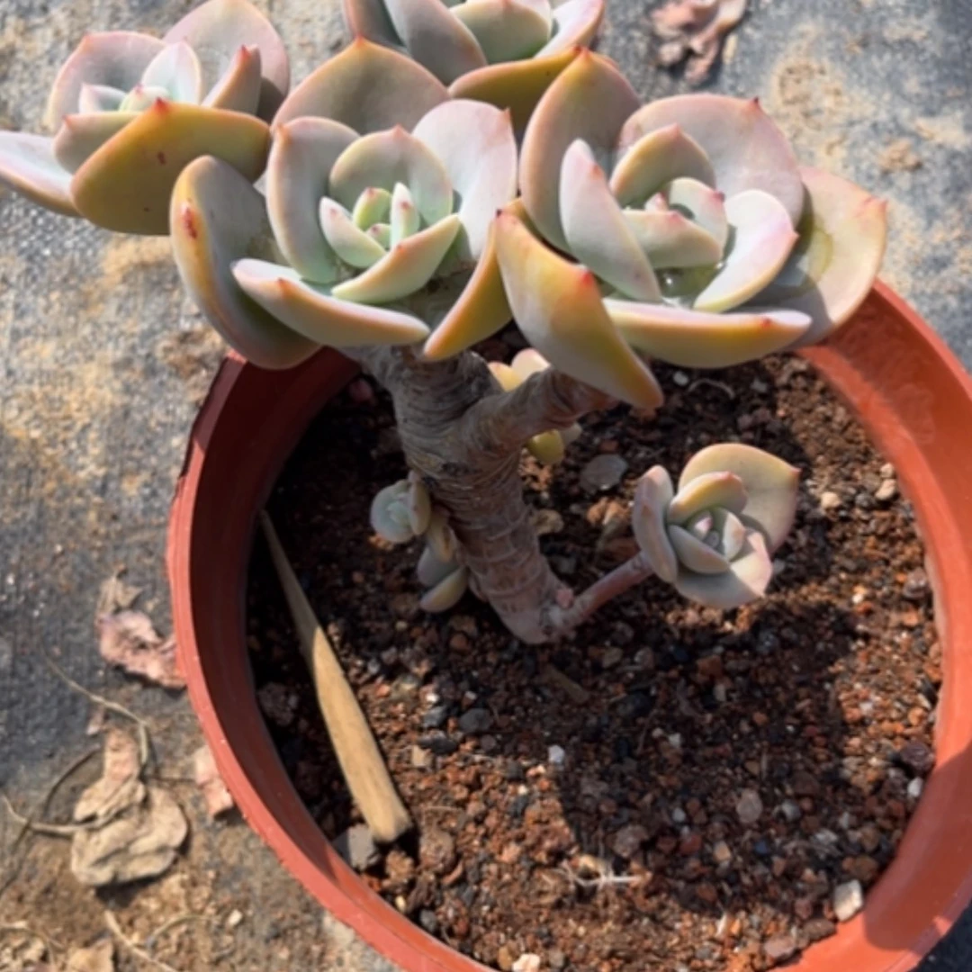 【闪购商品】武**1白日