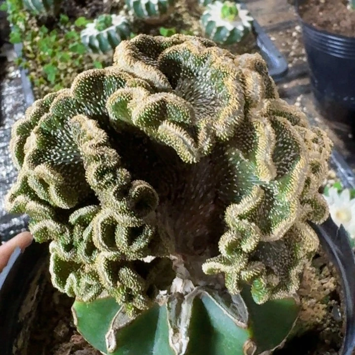 无花朵福利薄叶花龙缀270
