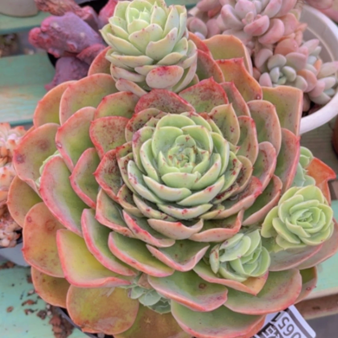 【闪购商品】平**福桃花坞0651