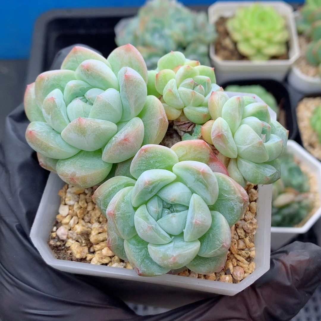 58包邮  群生不包整糖心群62