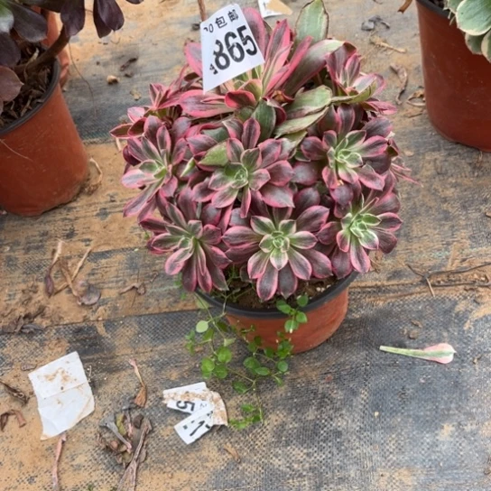 865浣纱不包断枝法师