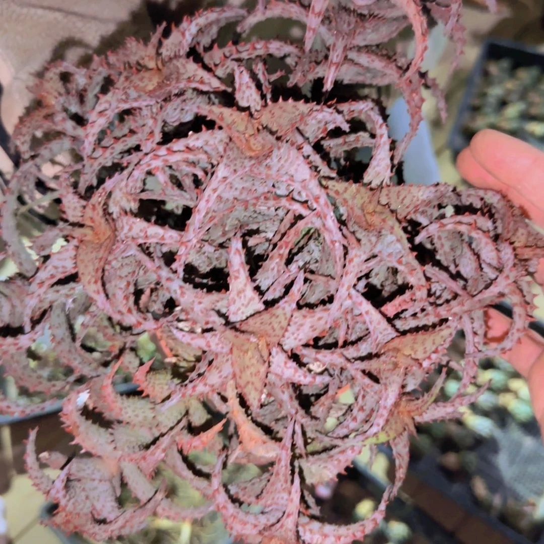 梵*＆块根植物块根植物块根植物