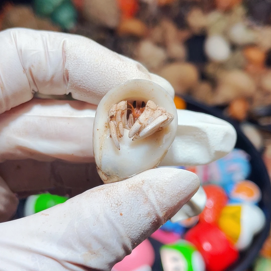 陌派有钳寄居蟹401