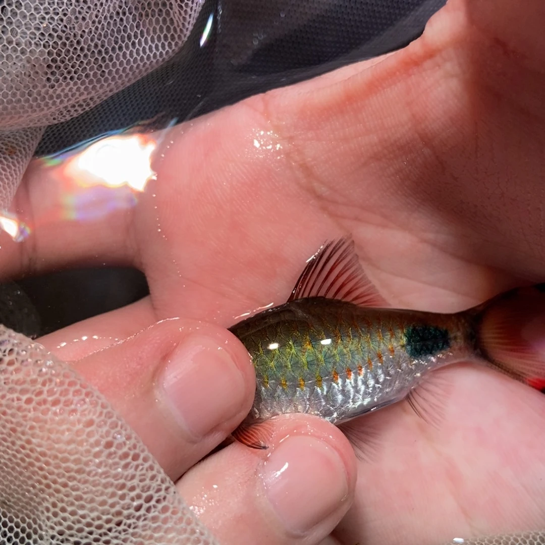 海水鱼杂交不知名道金斯鲃