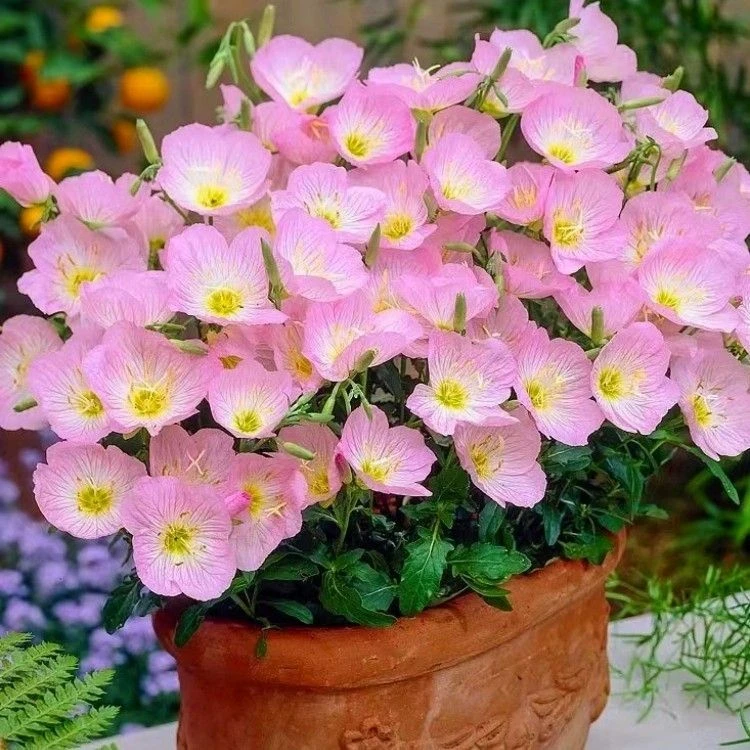 @美丽月见草花种籽子多年生宿根易活四季播种开花庭院盆栽耐寒种