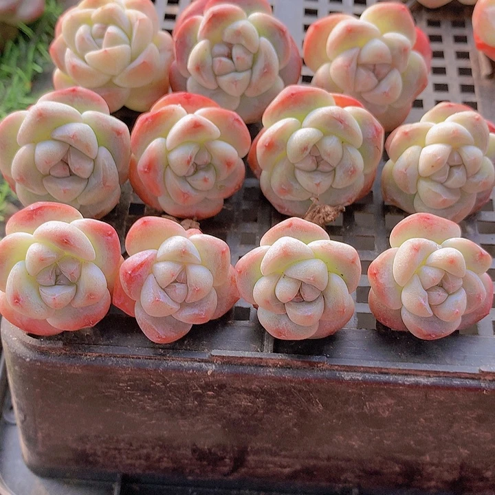 一物一拍，福利短圆肥单头11颗冰玉