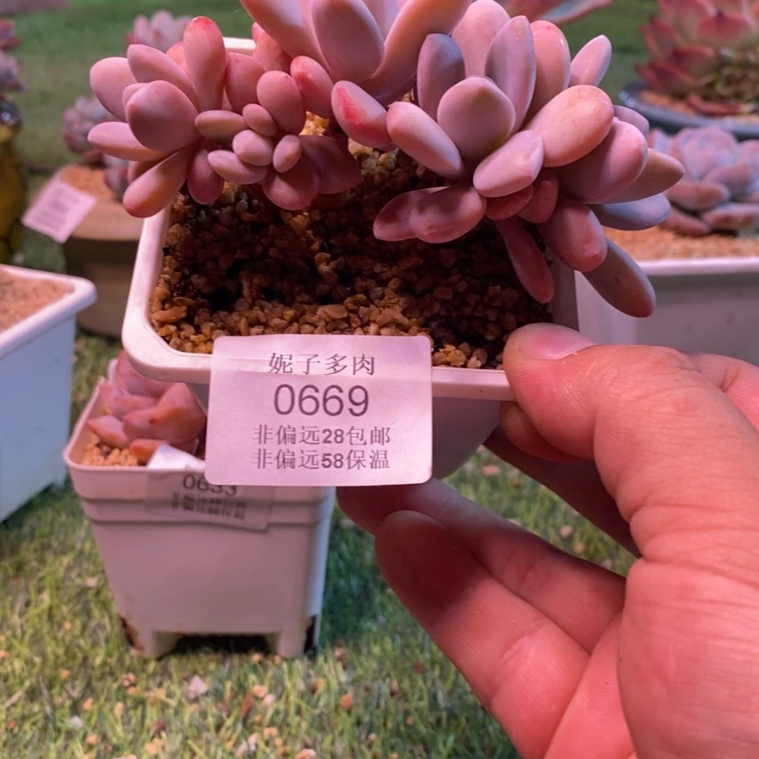 0669啊啊啊啊啊啊啊啊啊