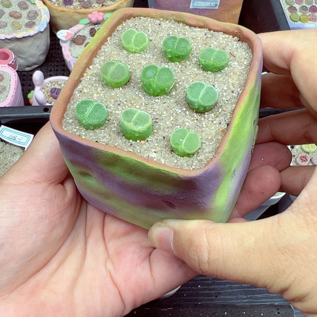 完全开放小**?优秀的整盆618-13