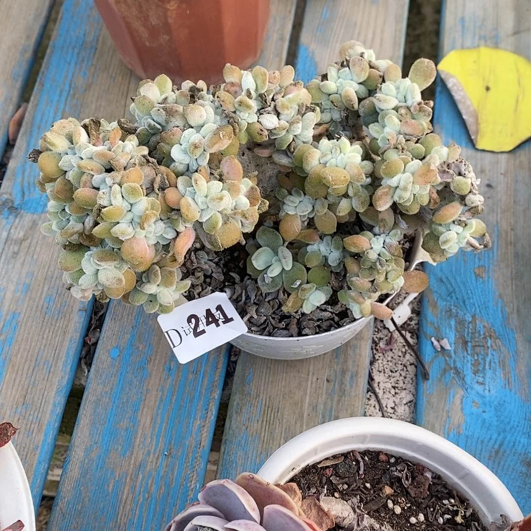 初*?241雪晃星缀多肉植物