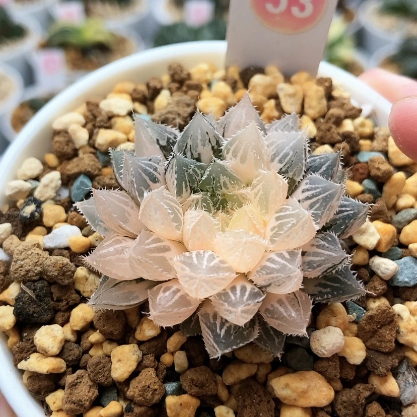 【闪购商品】楼兰锦53