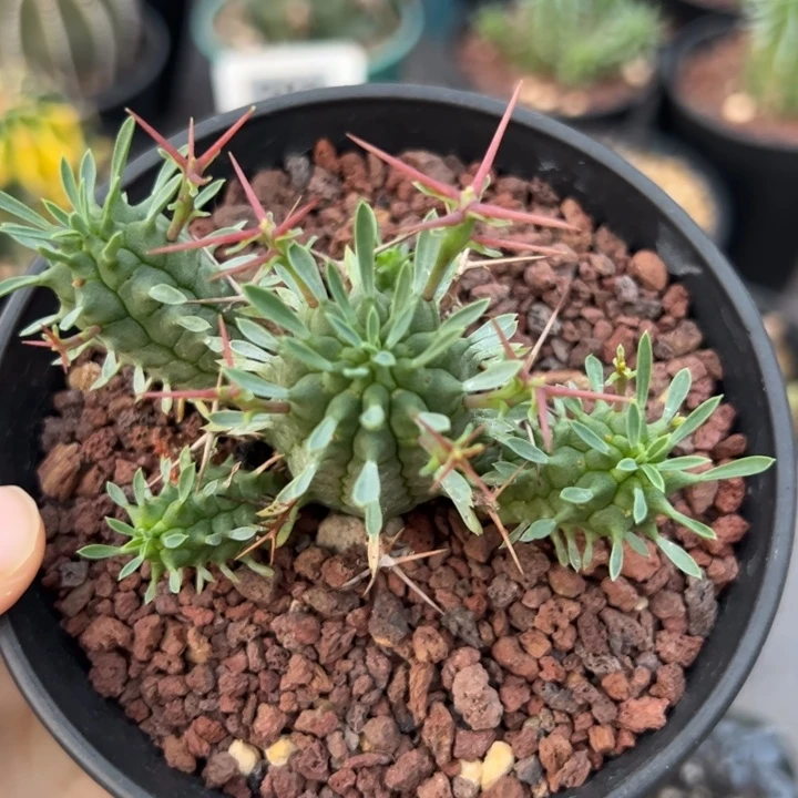 实生群生情心冠仙人球