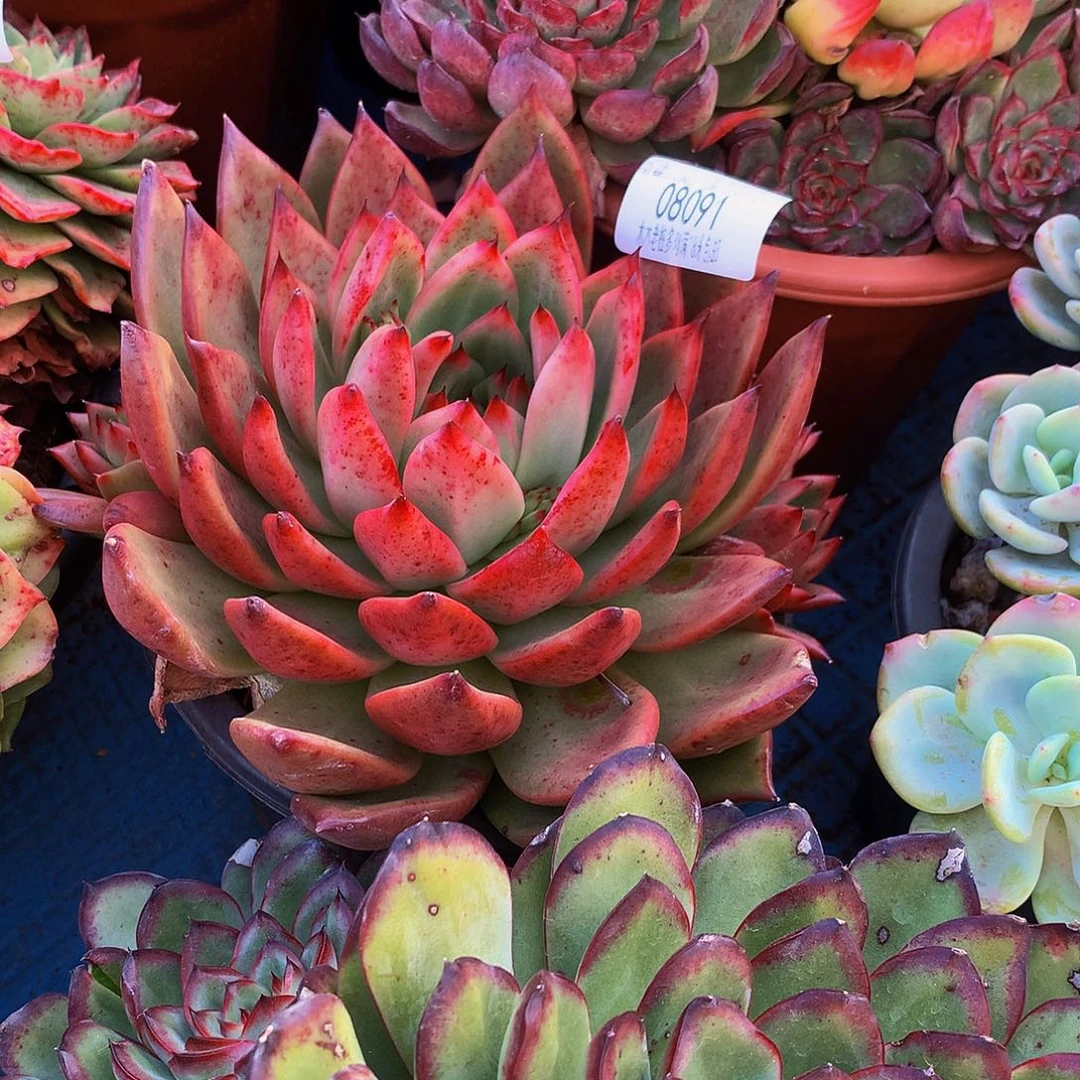 公***财弗兰克08091多肉多肉