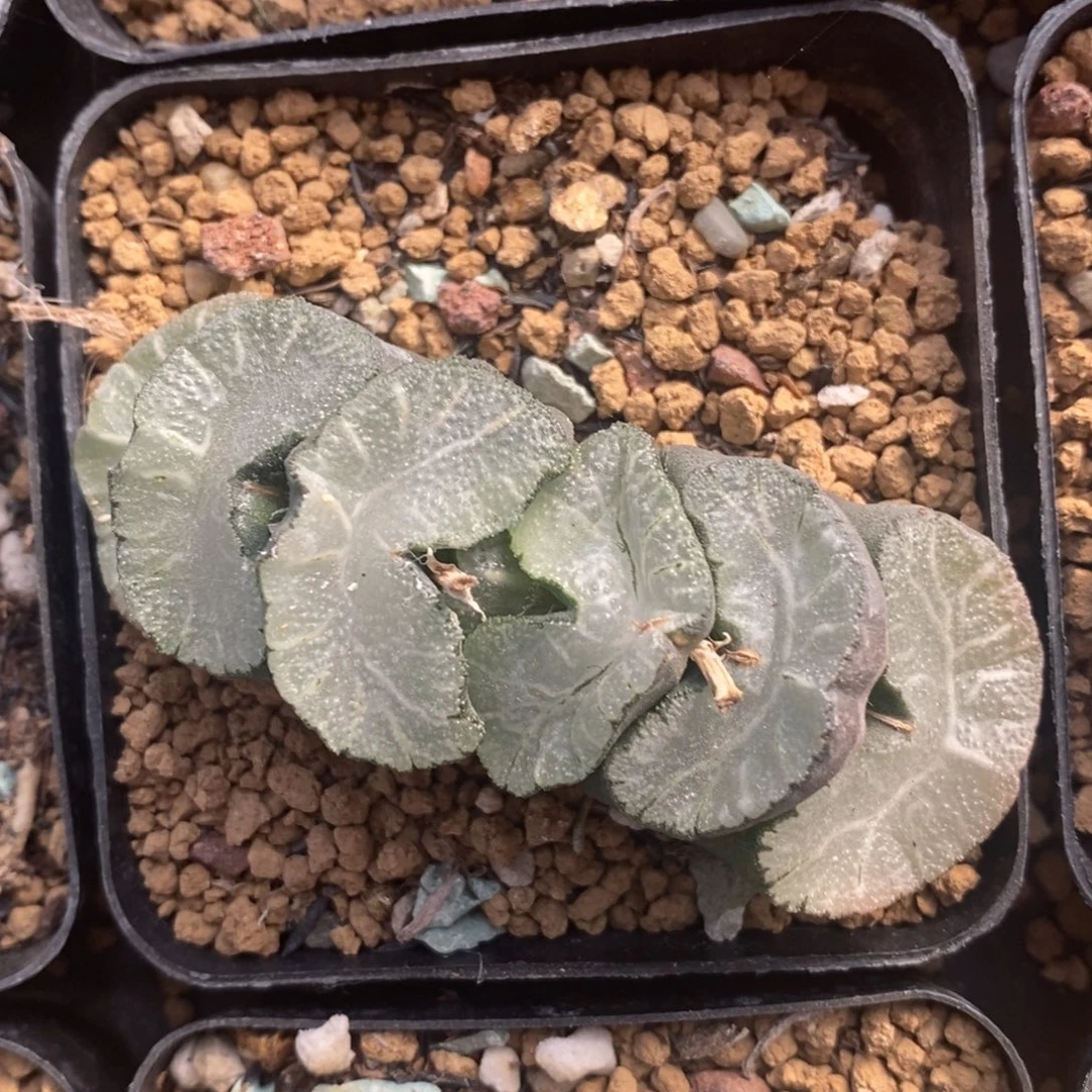 一颗牛逼玉扇。