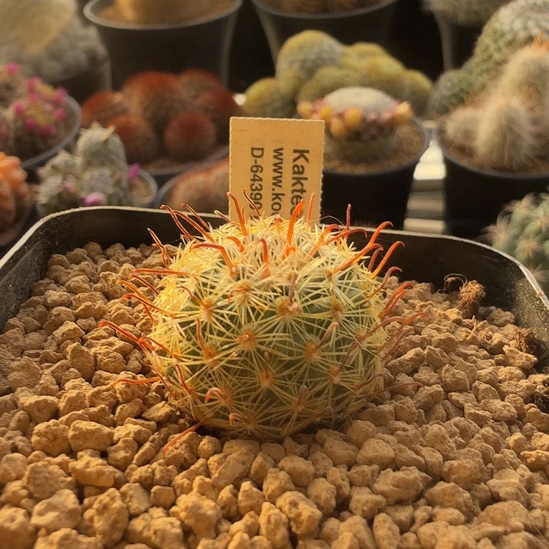 实生克雷斯脱土发货