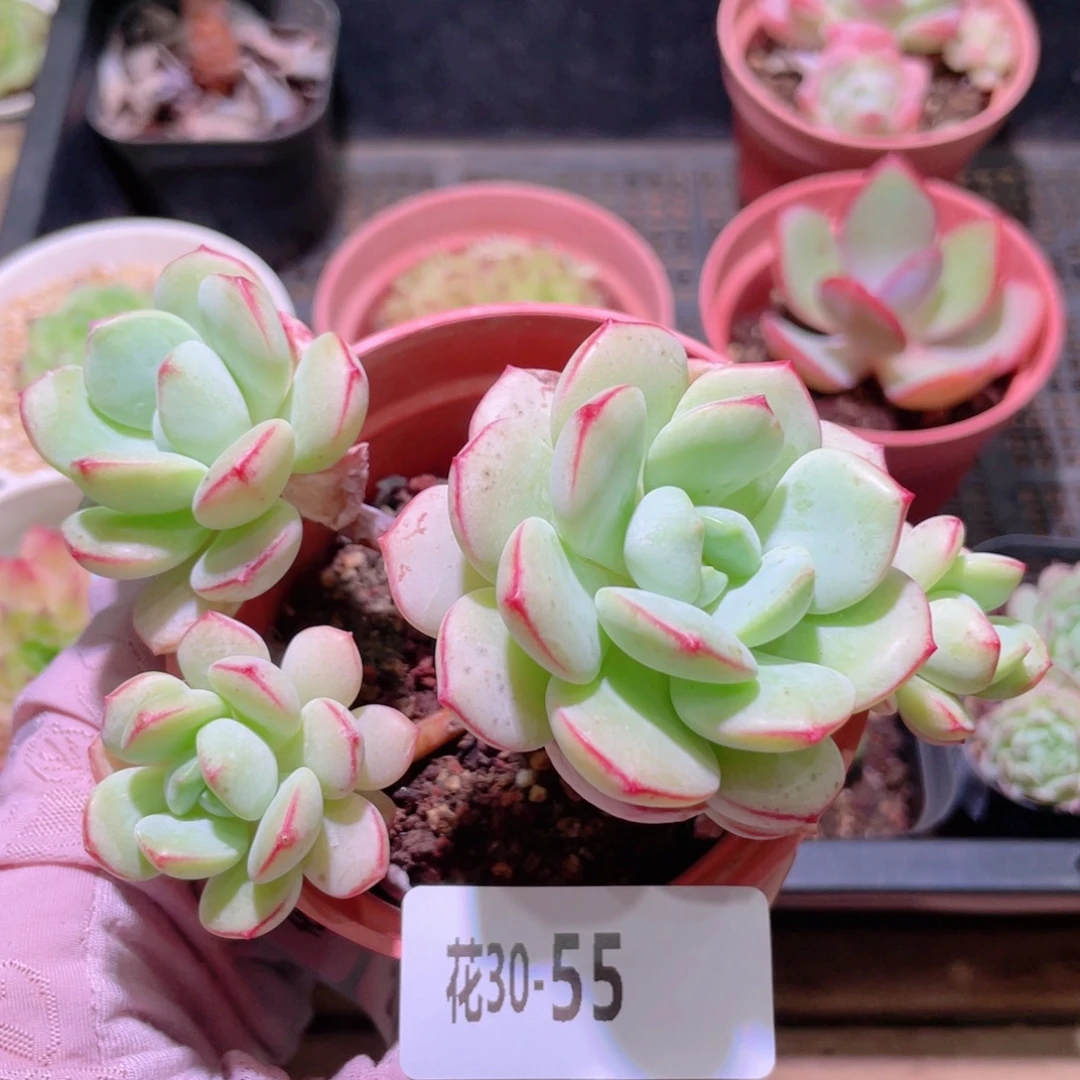 花利美30-55香草群