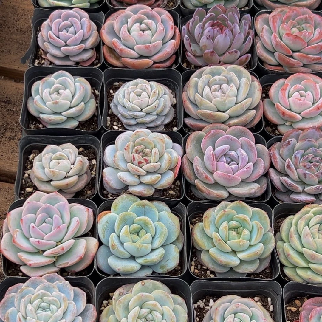 777多肉葡萄领导人的亲切