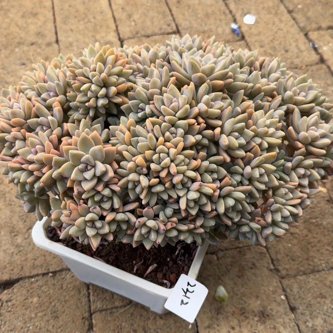 香****2312淡雪缀凡艺多肉