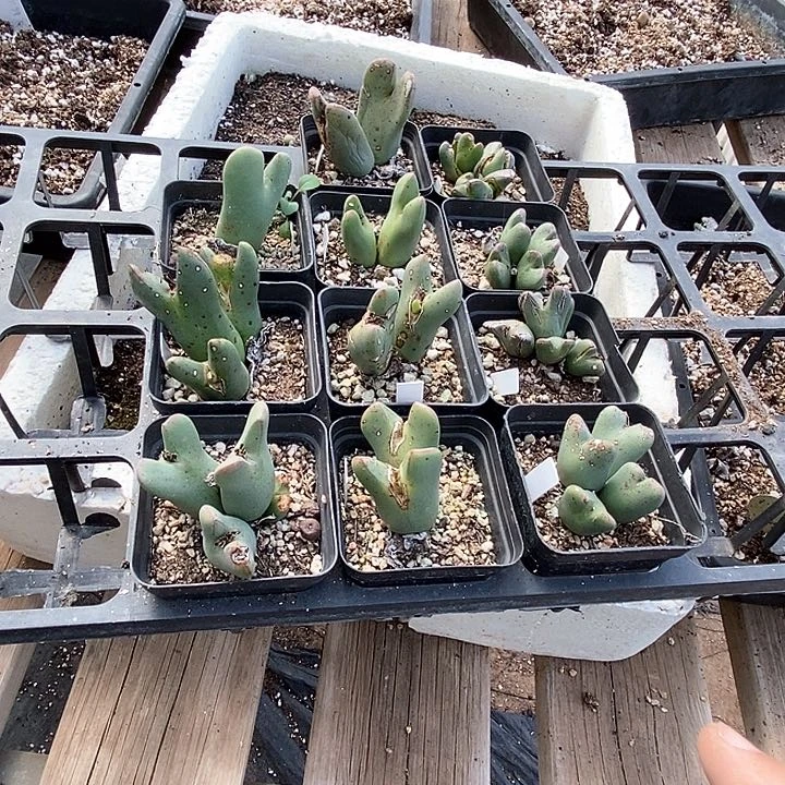 J***轩12624一组    有伤