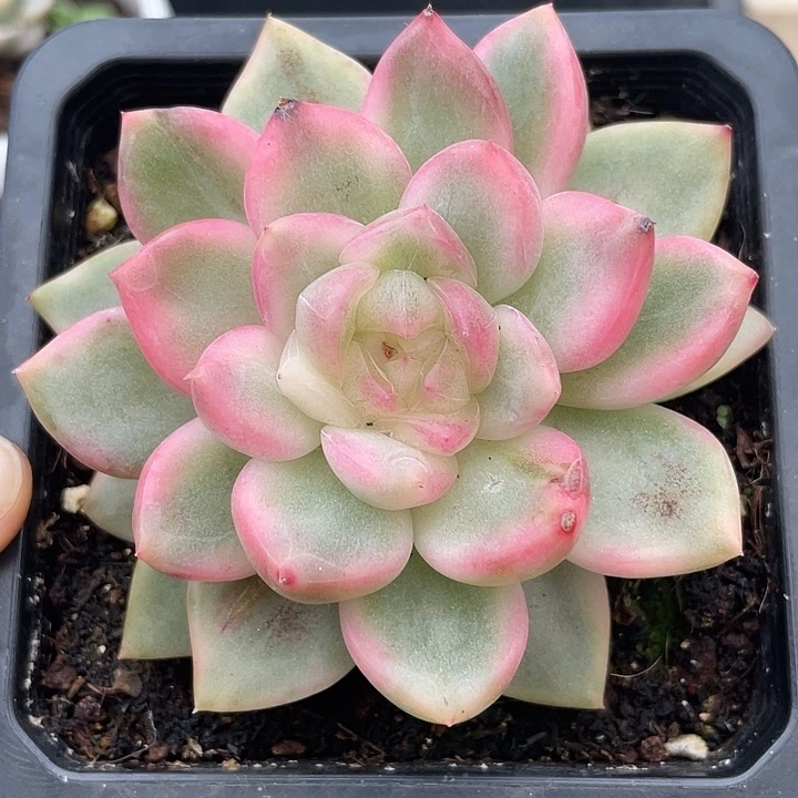 冰月亮锦一物一拍锦龙