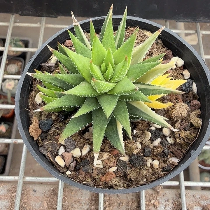 古迪自然锦6仙人球