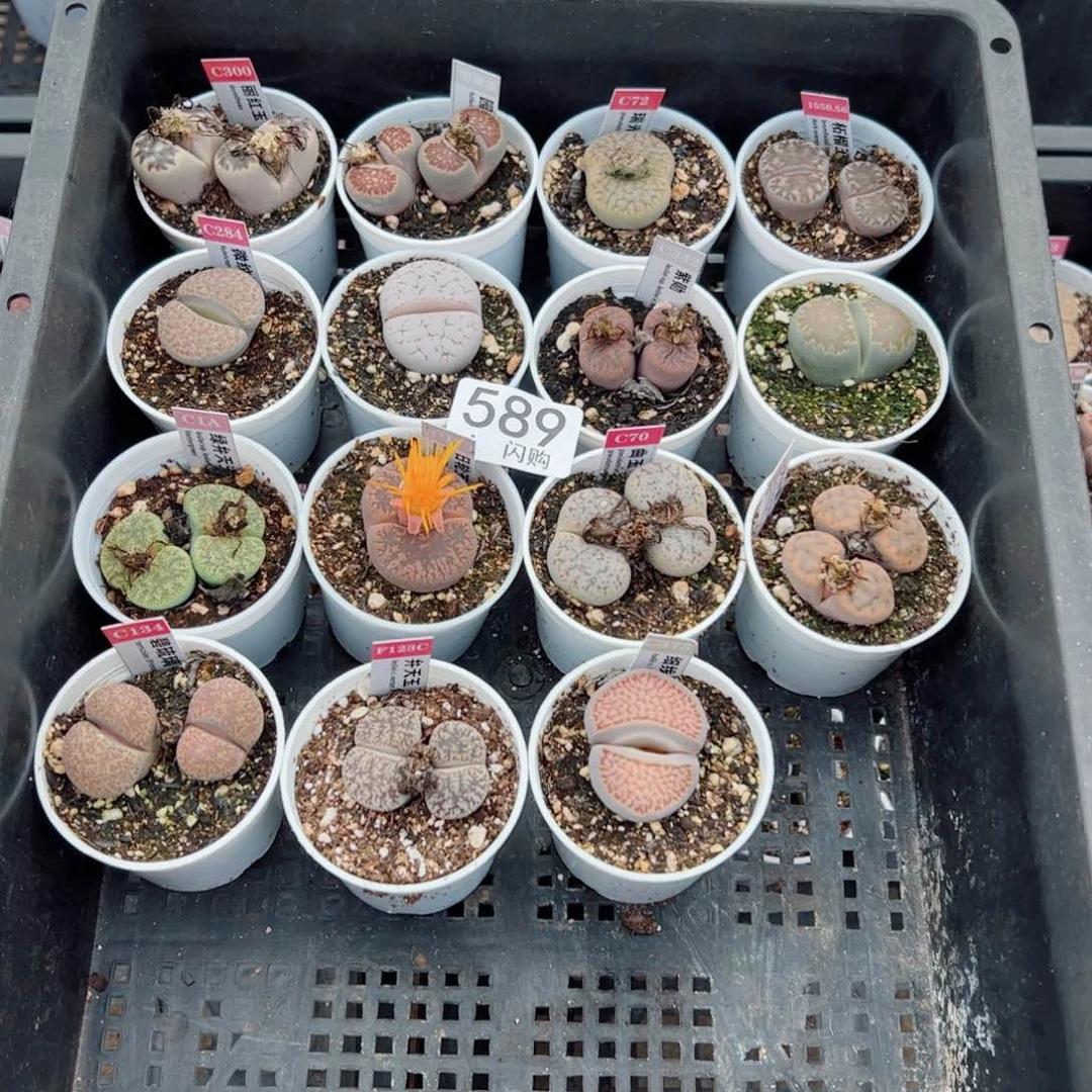 无花朵可****、我很喜欢这个J589