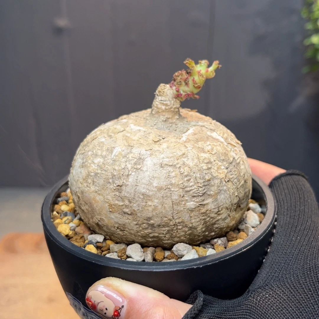 卵叶西蕃连Zzzzzzzzzzzz