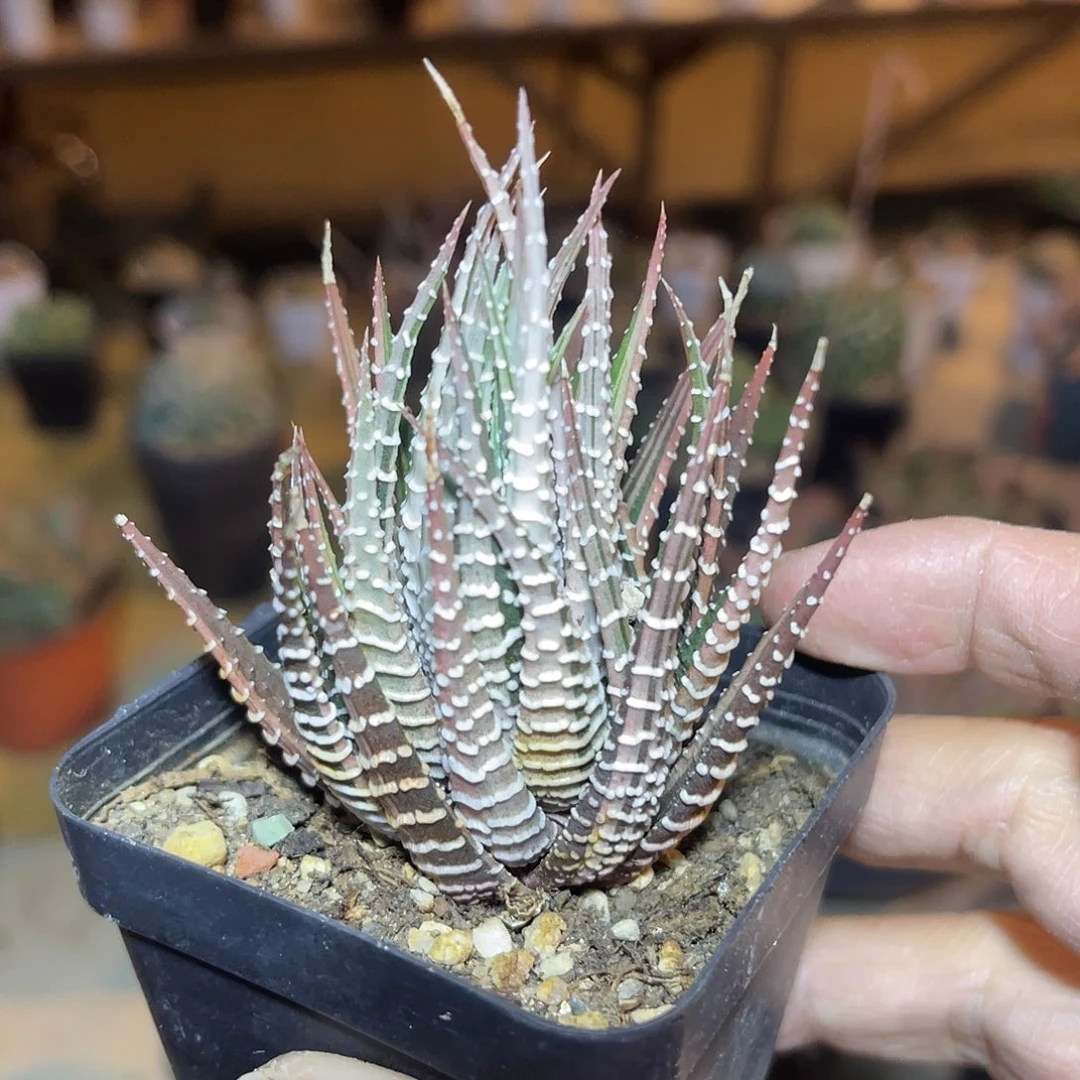 条纹十二卷锦一物一拍