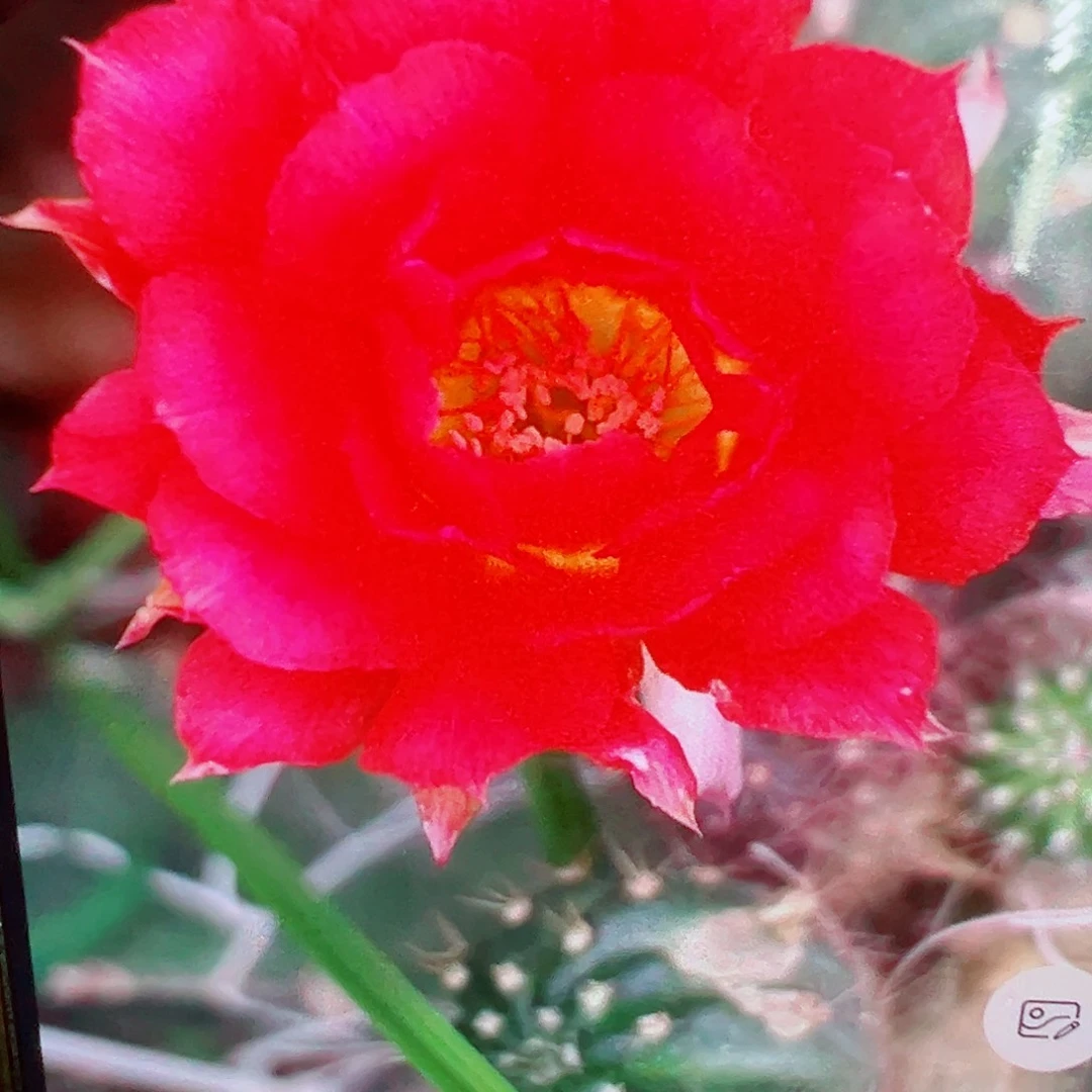 丽花 灵犀 侧芽 满20包邮