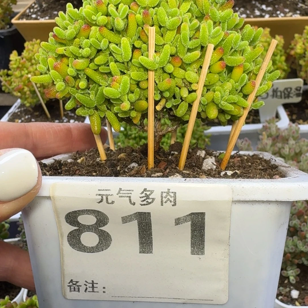 811号蜜桔糖球枝干番杏