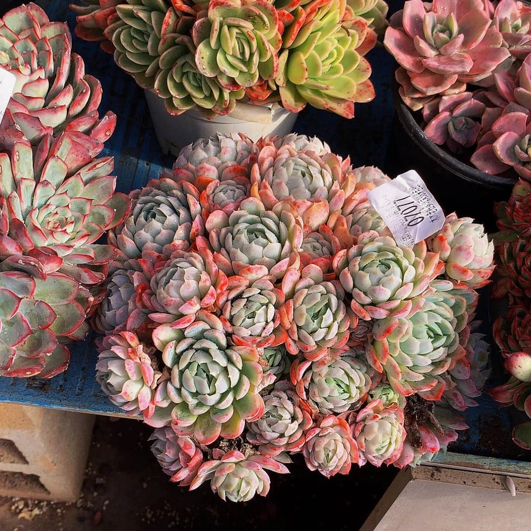 爱***几     冰梅多肉07077