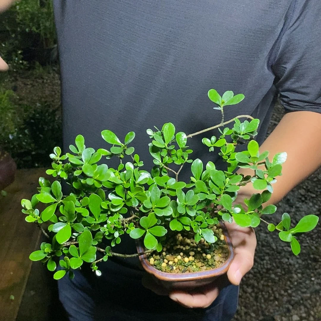 无花朵鑫*姿栀子花888555