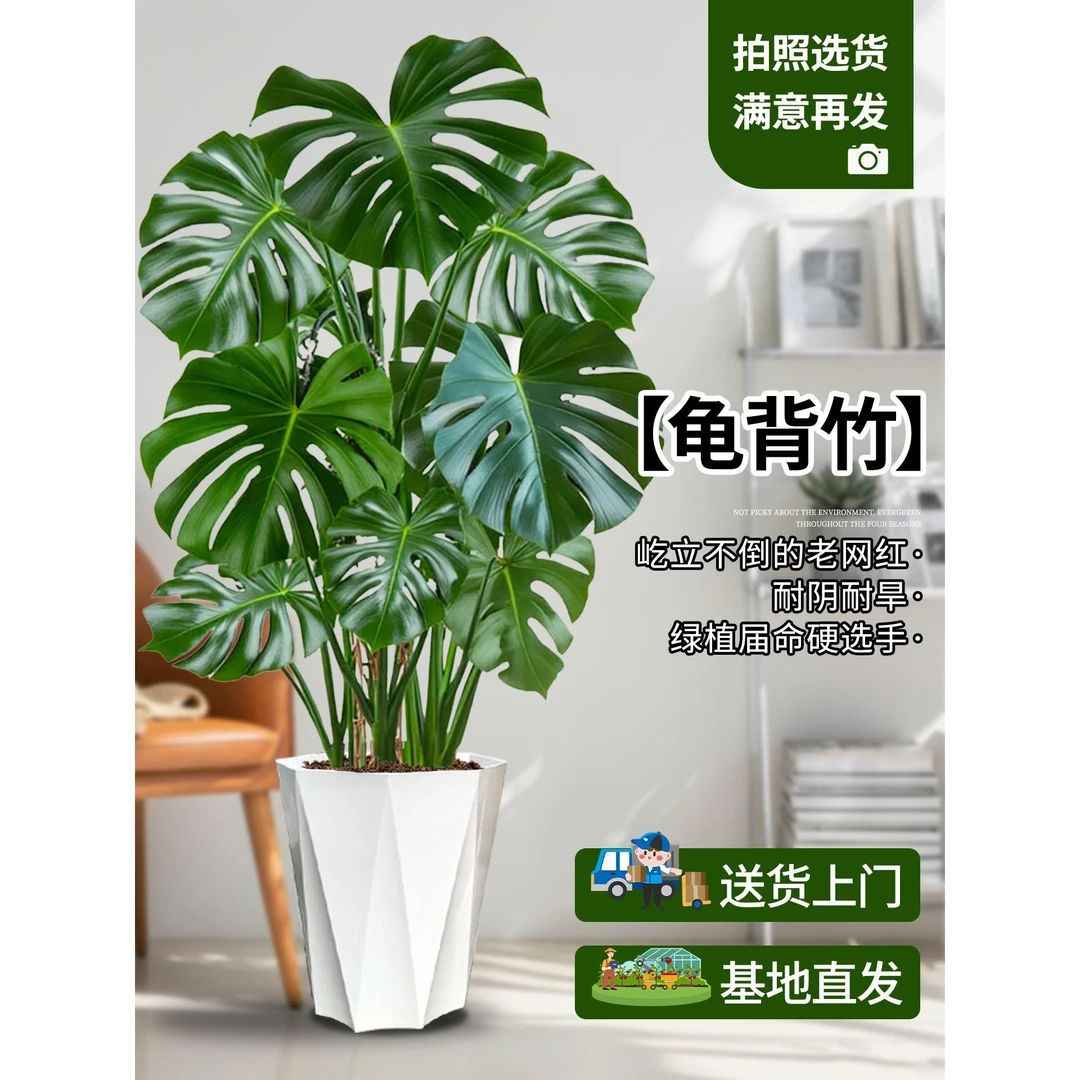 龟背竹客厅大盆栽绿植室内大型老桩绿植物大叶盆景落地四季常青