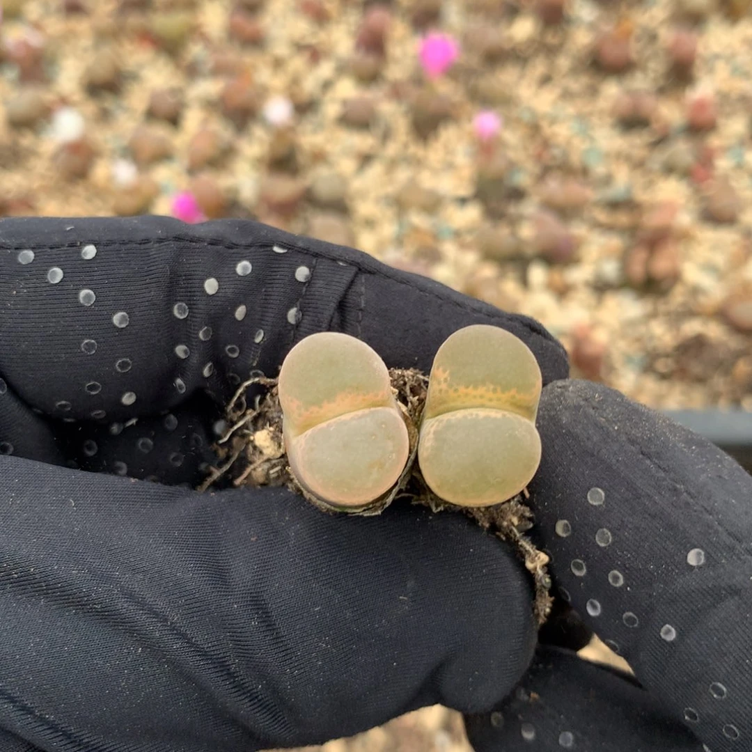 731温巴德c10母本