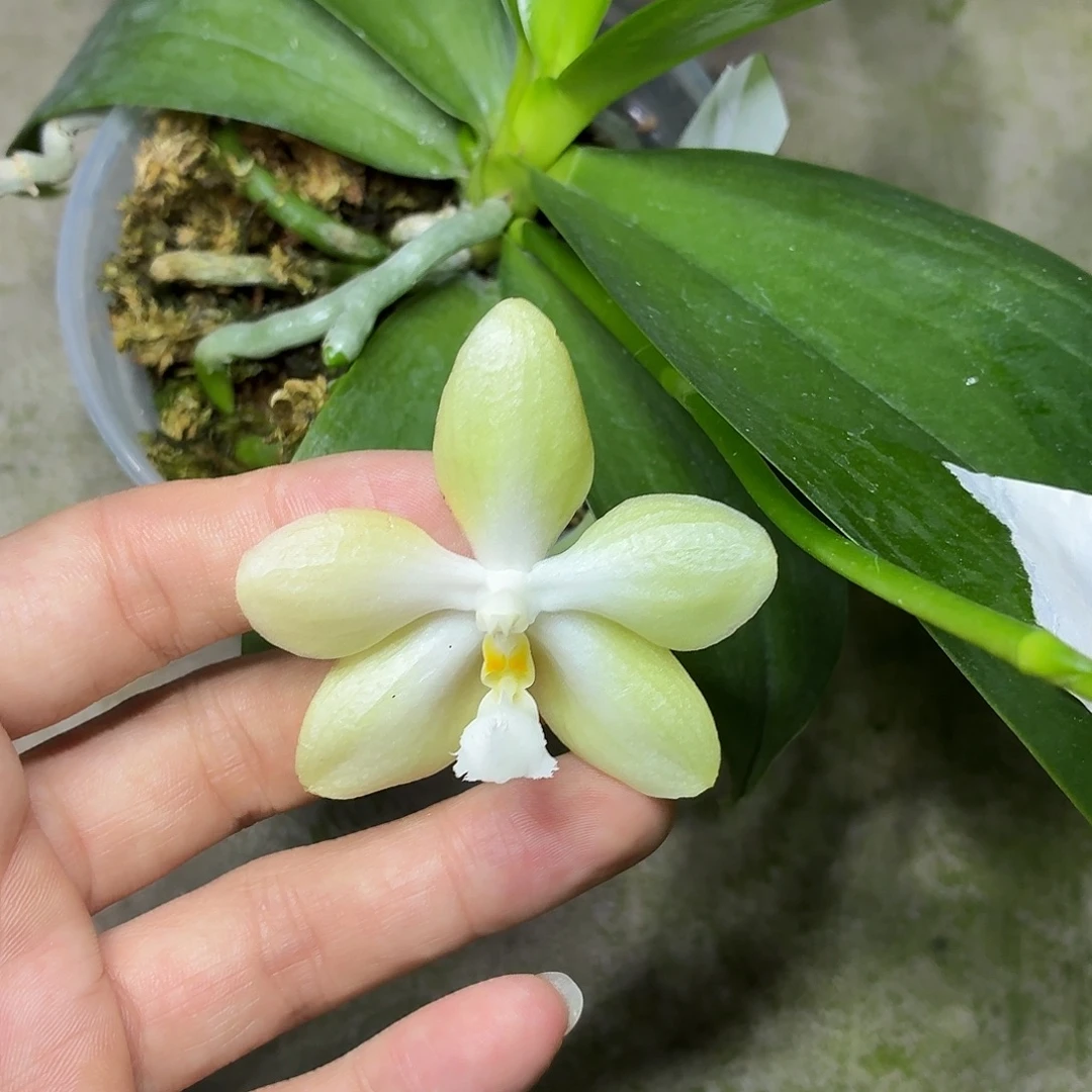 当前无花朵，栽培后可花朵A1526