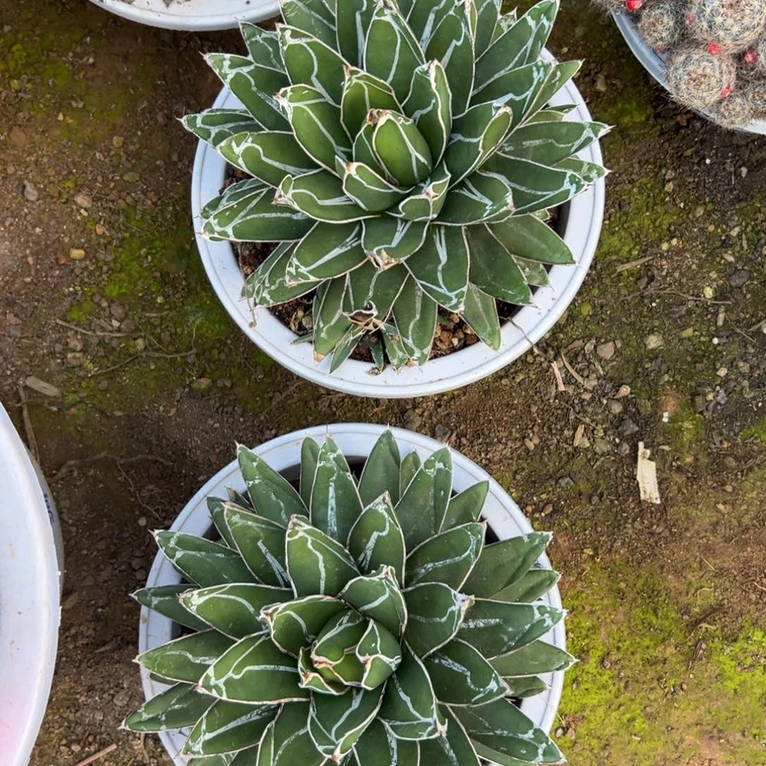 屉之雪随机一颗。