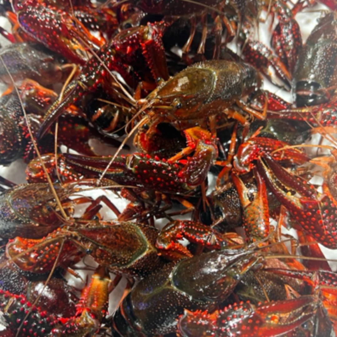 【最最最大小龙虾】（8-10只）就是一斤！