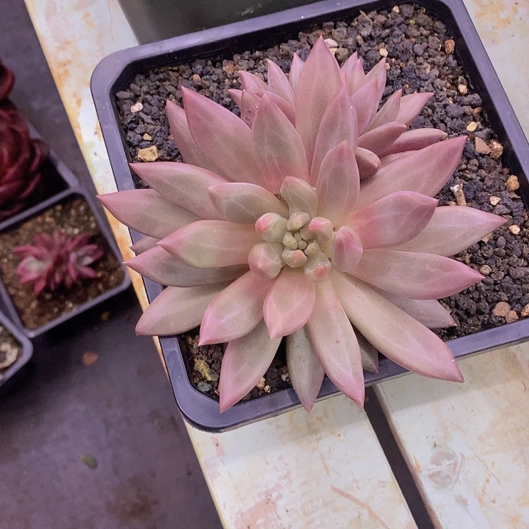 多肉植物多肉植物