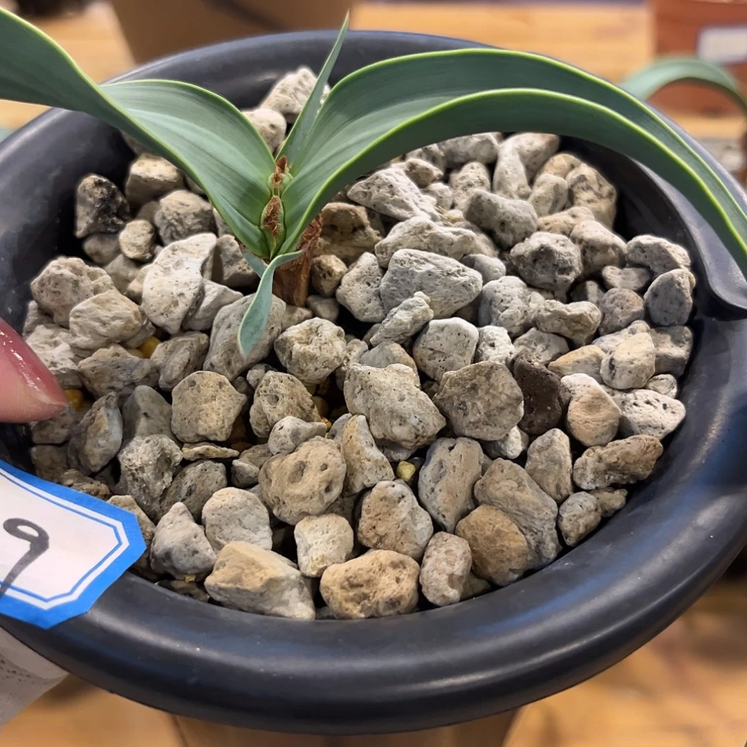 采***思汤圆植物127百岁兰哈