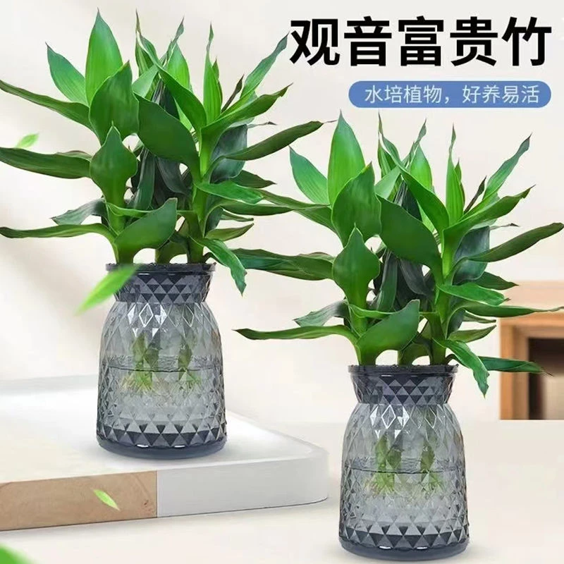 【买一送一】水培观音竹富贵竹室内客厅桌面绿植盆栽净化空气防辐射