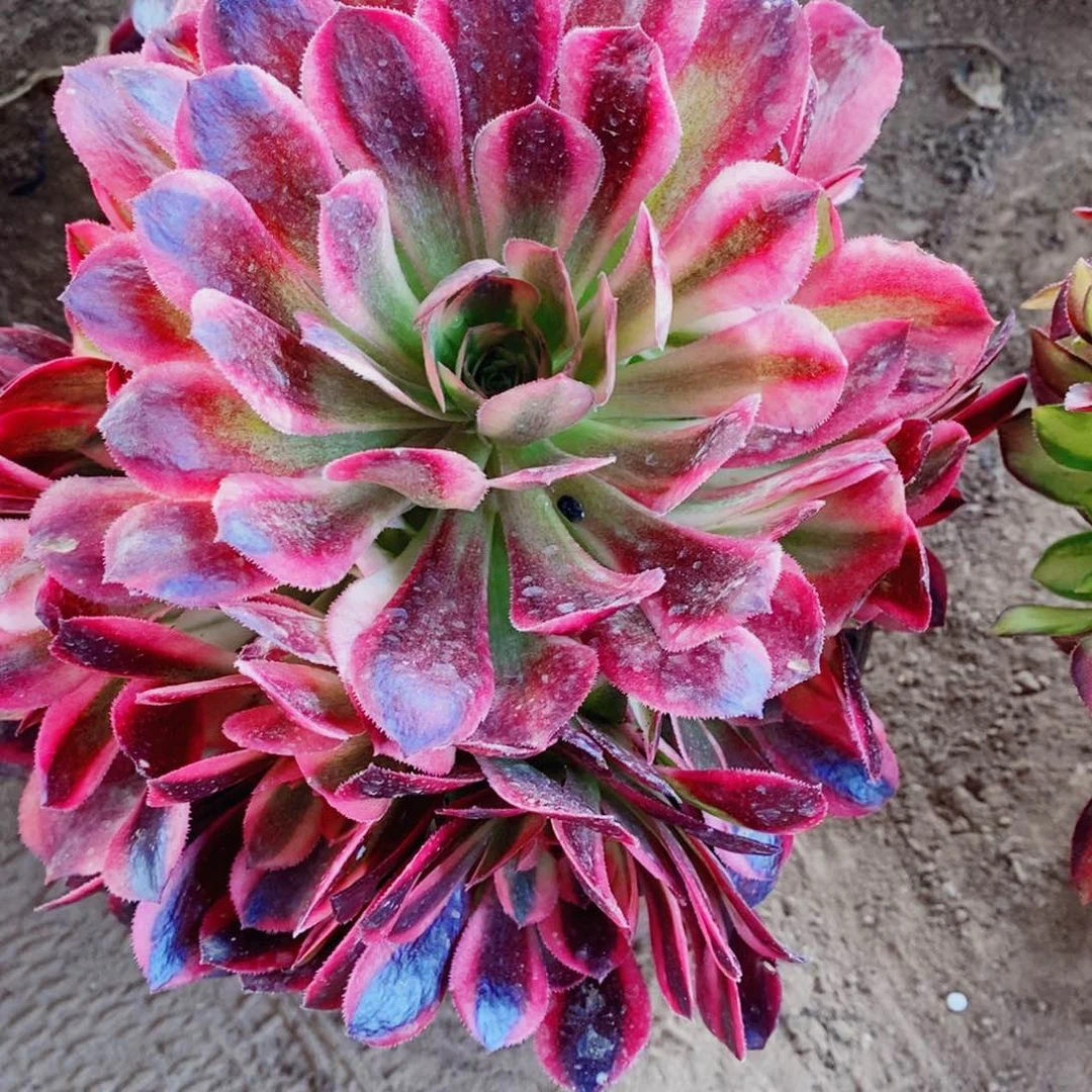 美杜莎多肉开播福利