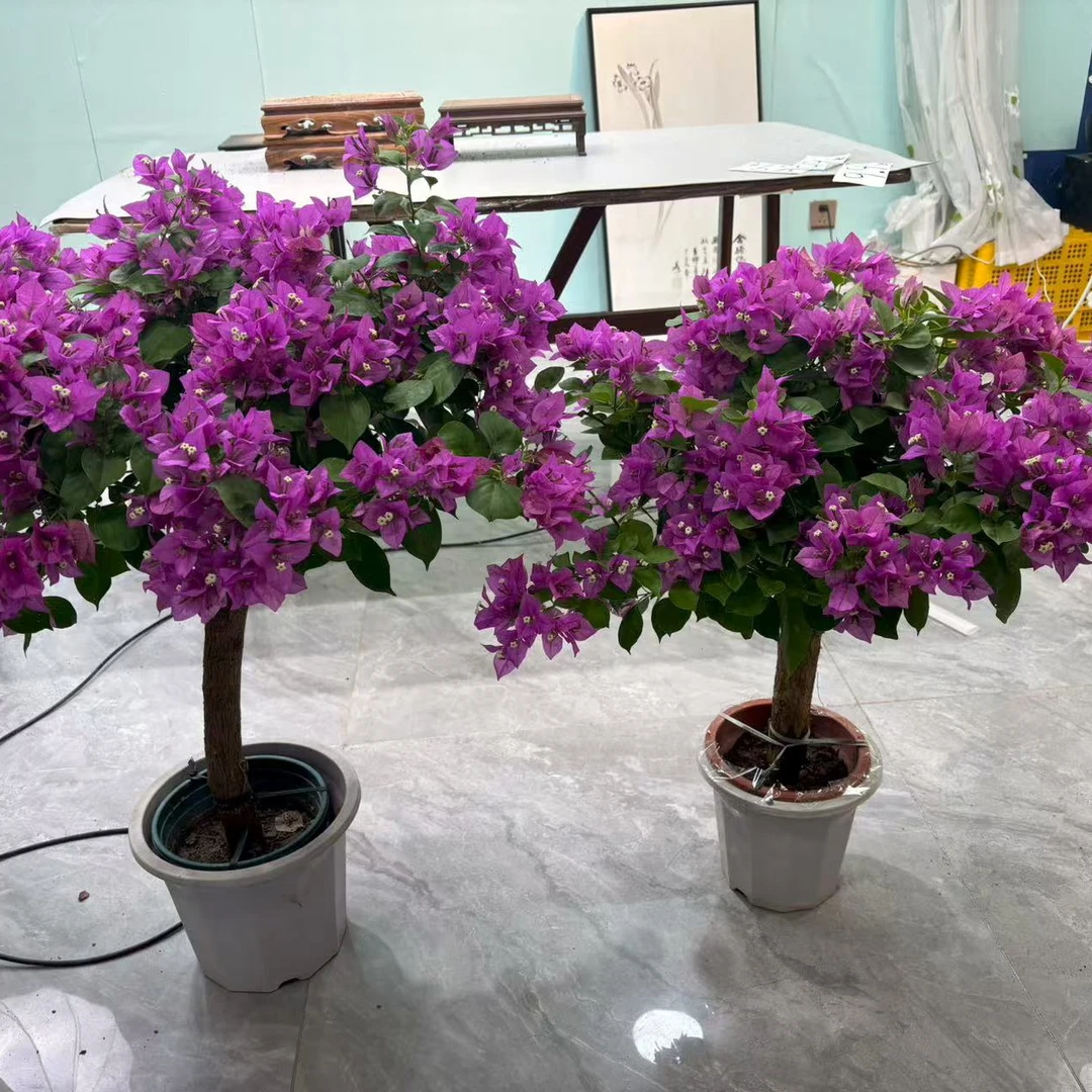 小叶紫三角梅盆栽好养易开花耐热耐寒庭院爬藤花卉