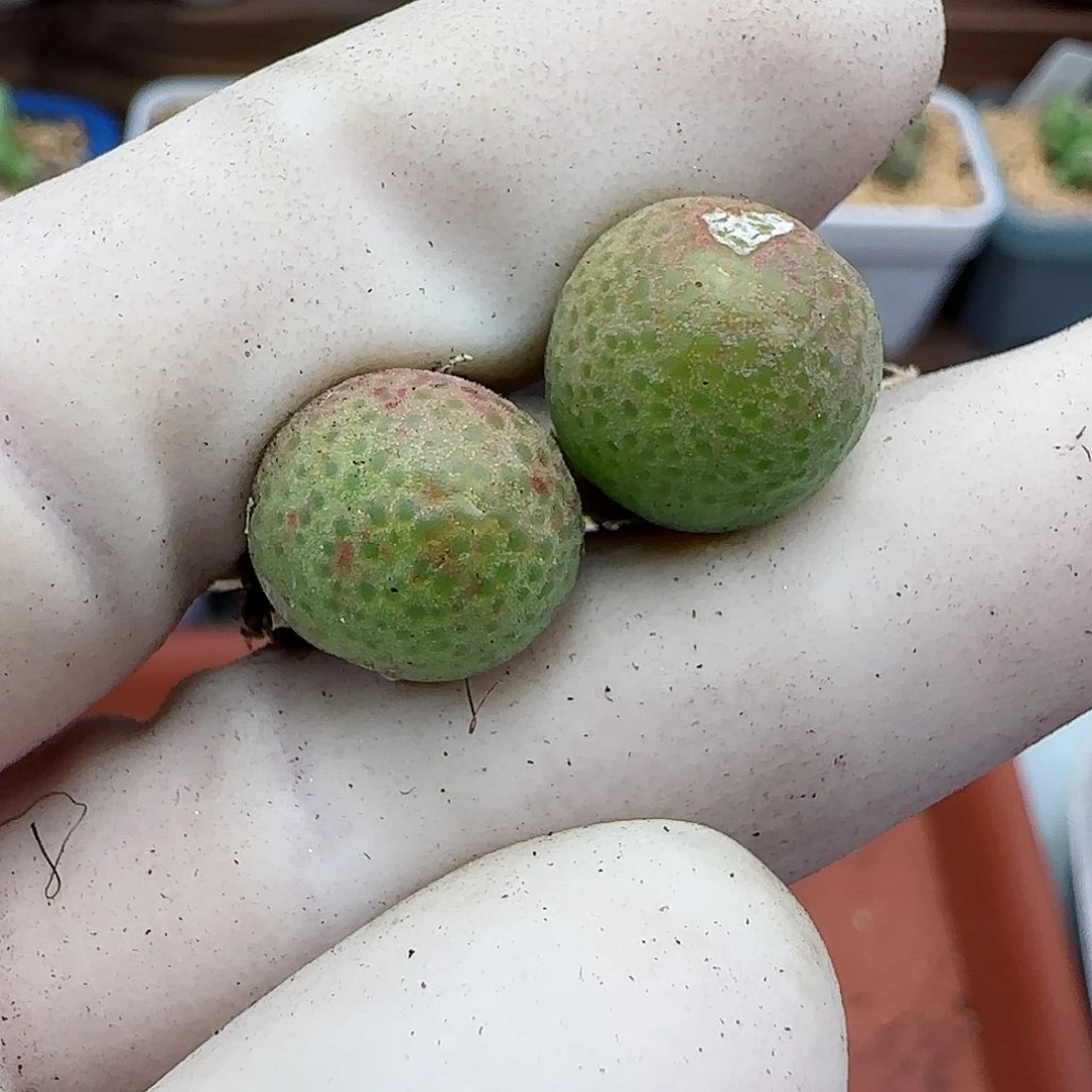 085园艺优选玉米