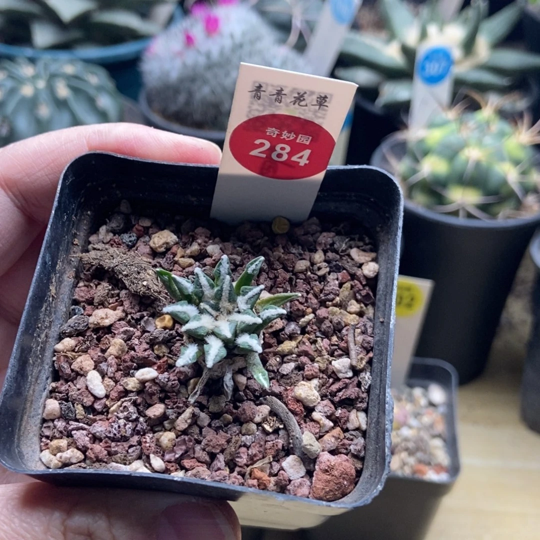 实生多毛黑牡丹2.8cm